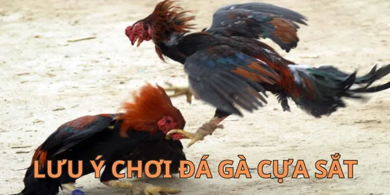 3 lưu ý cơ bản khi tham gia đá gà cựa sắt